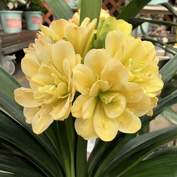 君子蘭のおすすめ人気商品一覧 通販 - Yahoo!ショッピング