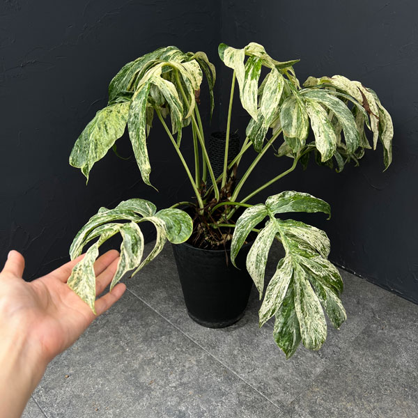 観葉植物 ラフィドフォラ スペーシス バリエガータ 7号鉢植え25-01