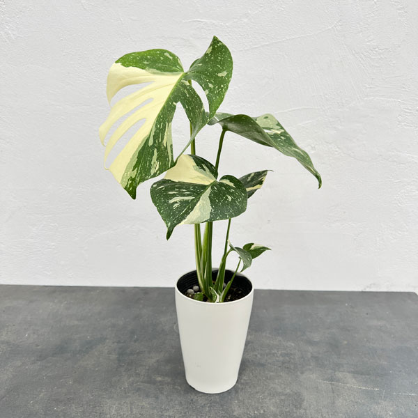 観葉植物 モンステラ タイコンステレーション（散斑）4号鉢入り : 園芸