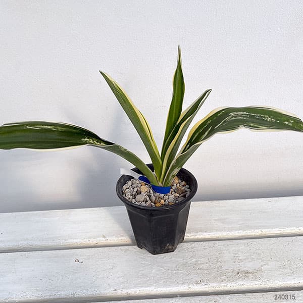 万年青のおすすめ人気商品一覧 通販 - Yahoo!ショッピング