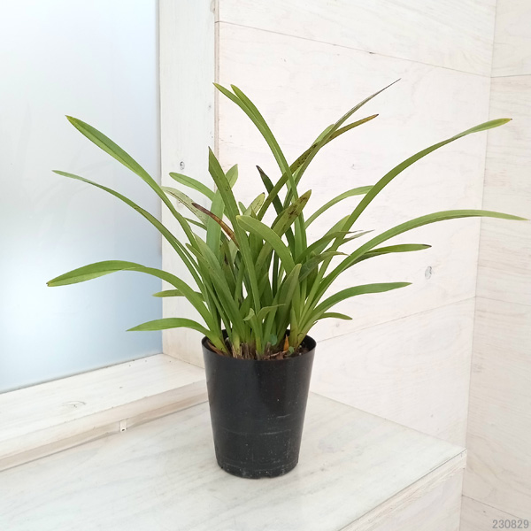 山野草の苗 シンビジューム 金稜辺（キンリョウヘン）4号ポット : 園芸