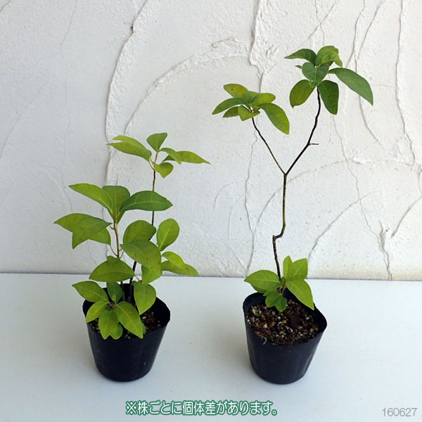 花木 庭木の苗 クロモジ（黒文字） 3.5号ポット : 園芸ネット - 通販