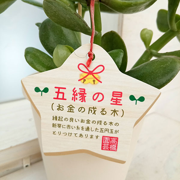 観葉植物 金のなる木（花月・カゲツ) 五縁の星（ゴエンノホシ）4号