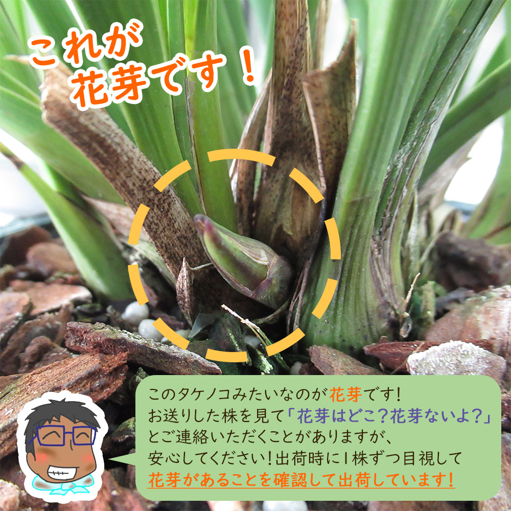 花芽2つ付き 】キンリョウヘン（ 金稜辺 ）5号鉢 ニホンミツバチを