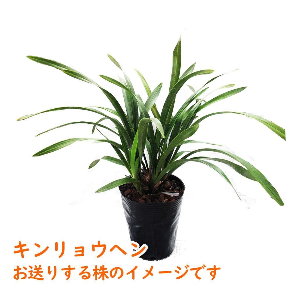 花芽2つ付き 】キンリョウヘン（ 金稜辺 ）5号鉢 ニホンミツバチを