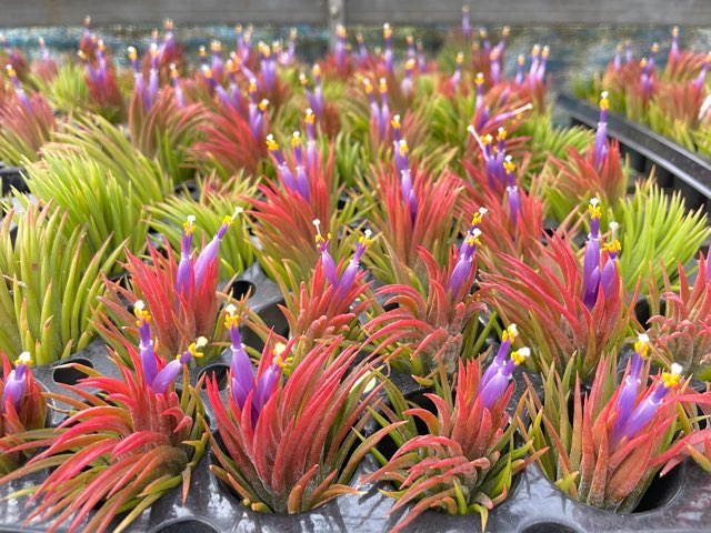 フラワーショップ江口Yahoo!店 - エアープランツ チランジア