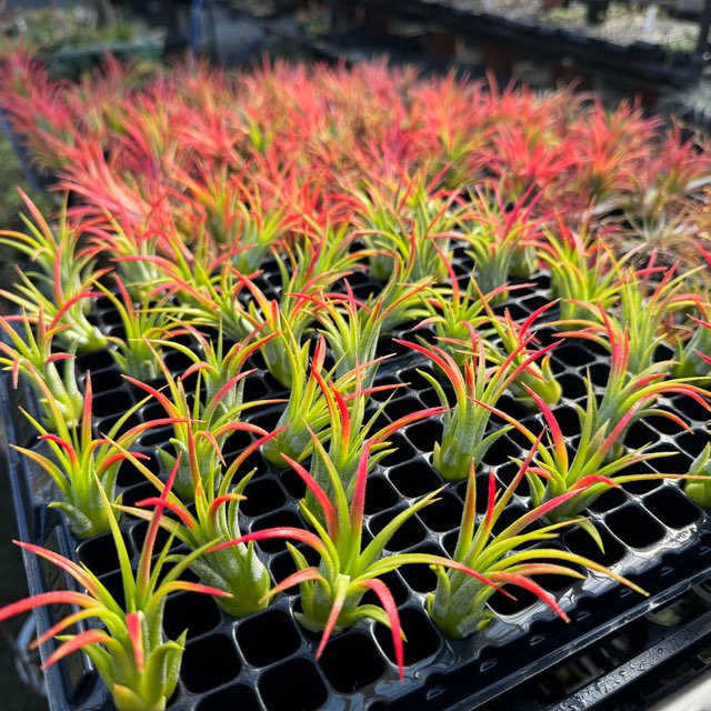 フラワーショップ江口Yahoo!店 - エアープランツ チランジア