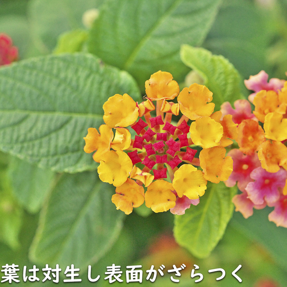ランタナ 苗（苗） | 花、ガーデニング のおすすめ人気商品一覧 通販