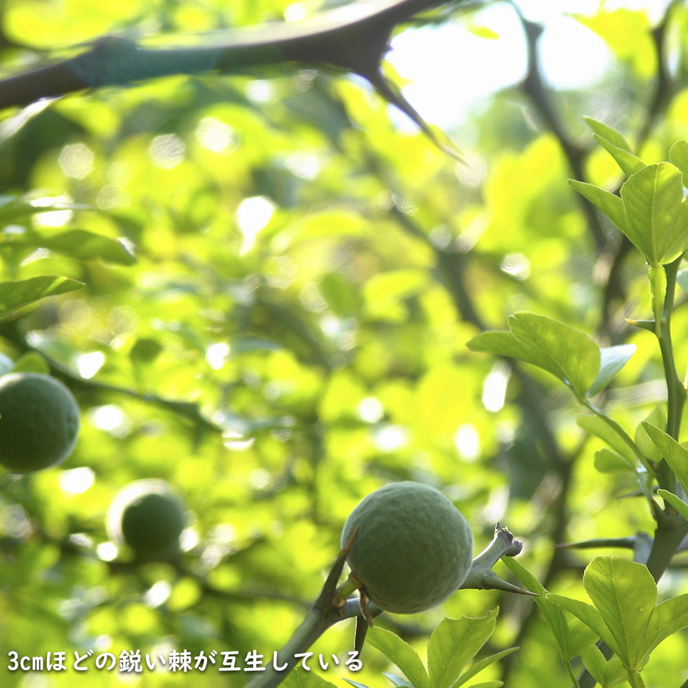 カラタチ 台木（花、ガーデニング）のおすすめ人気商品一覧 通販