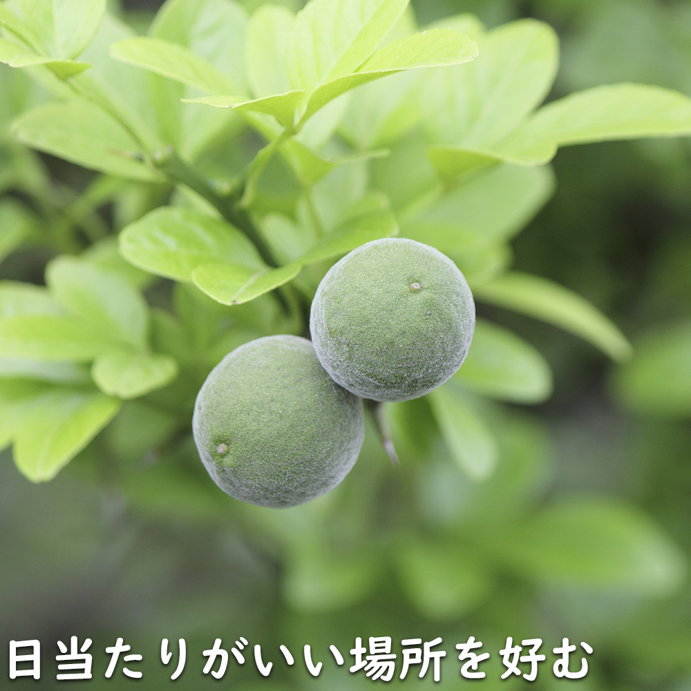 カラタチ 台木（花、ガーデニング）のおすすめ人気商品一覧 通販