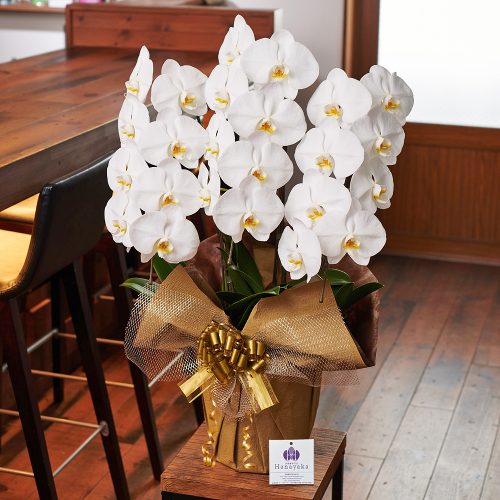 胡蝶蘭 ポイント7倍 蘭の活力剤プレゼント 大輪3本立ち お祝い 豪華