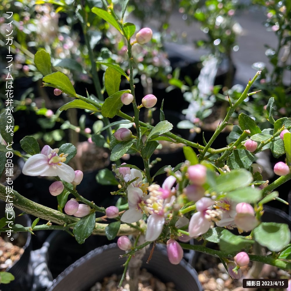 フィンガーライム 苗 リトルビューティー 果皮：赤色 果肉：赤実 1年生