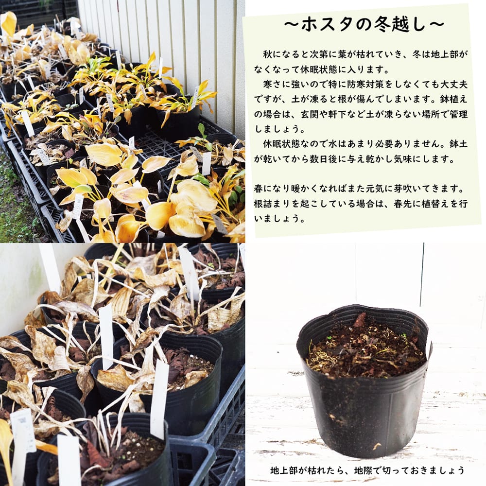 ゴールドスタンダード ギボウシ ホスタ 6号ポット苗 : 苗木部 花ひろば
