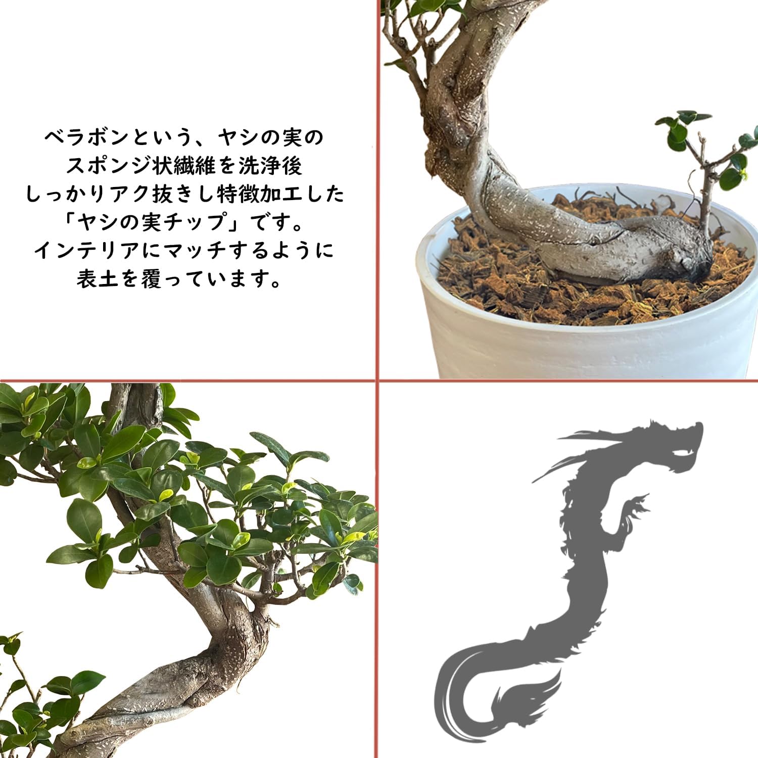 花のギフト社 ガジュマル 観葉植物 大型 ガジュマルの木 昇り龍 8号鉢