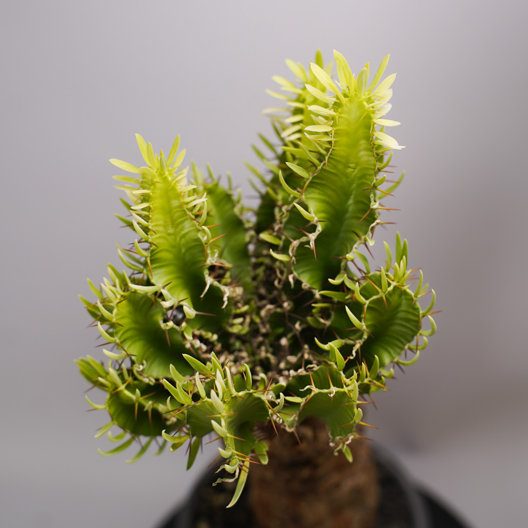 F12 ユーフォルビア ムランジーナ 発根済み 現地球 : SWAG GEAR ヤフー