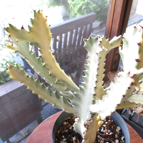 ユーフォルビア ラクテア ホワイトゴースト 4号鉢サイズ 鉢植え 薫る花