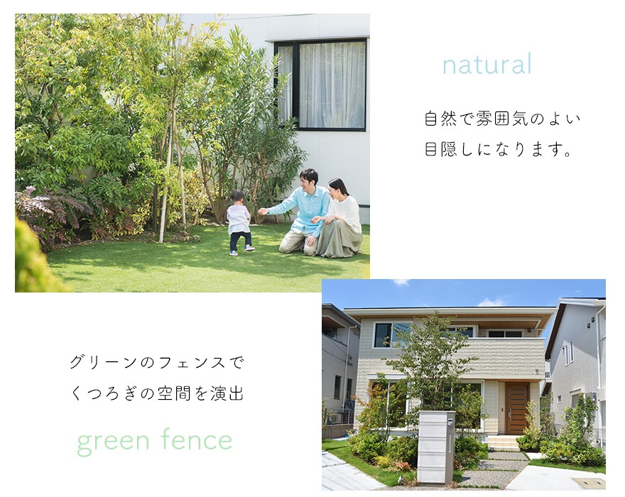 ソテツ 蘇鉄 ヤシ 植木 庭木 観葉植物 南国 常緑低木 ガーデニング 庭