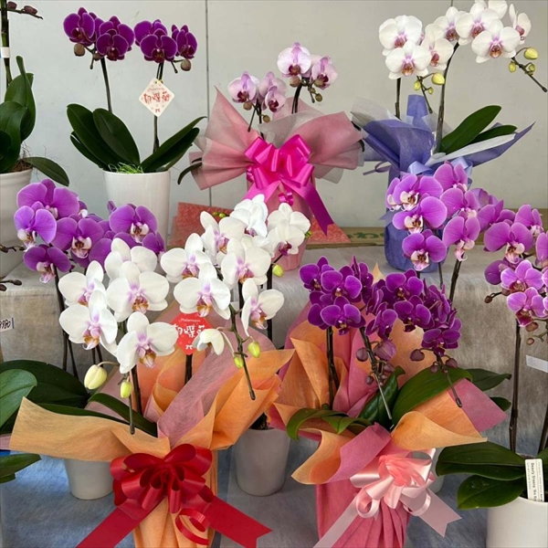 鉢花 花色おまかせシンビジウム 2本立て 1鉢 /【送料グループNP09