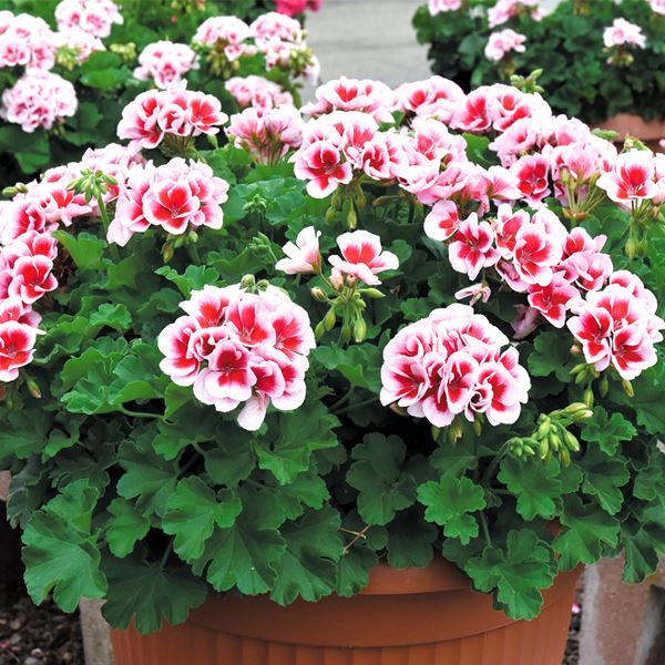ゼラニウム」の人気商品一覧 | 安い商品を通販サイトから探す - 価格.com