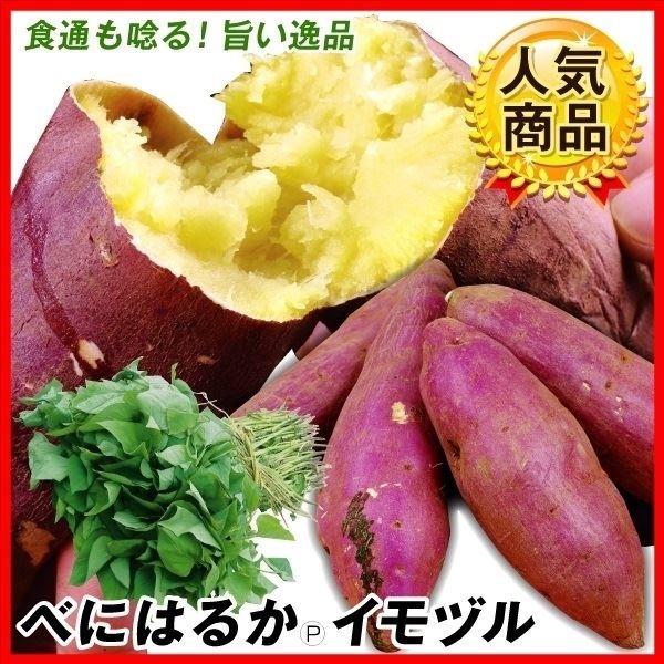 イモヅル 芋づる べにはるかPVPイモヅル50本 / さつまいもの苗