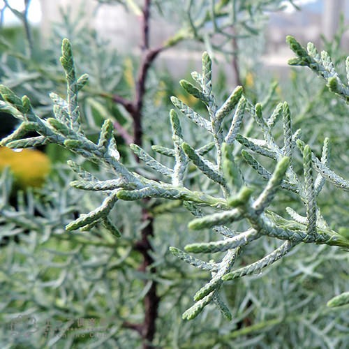 コニファー 『 ブルーアイス 』 12cm〜15cmポット苗の説明 - 通販