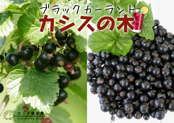 カシスの木 （黒フサスグリ、ブラックカーラント） 7号スリット鉢植え