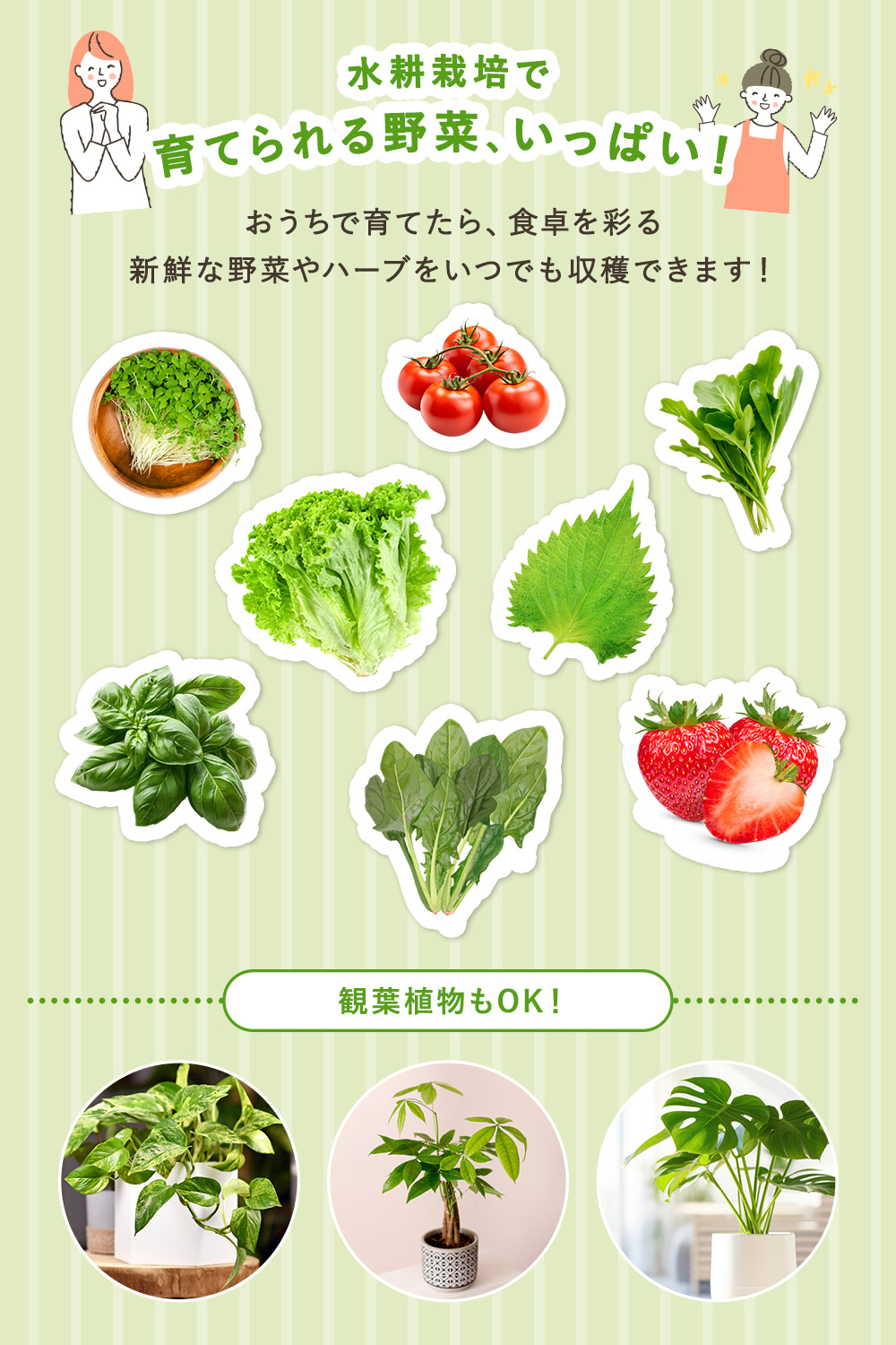 水耕栽培キット 家庭菜園 室内菜園 キット プランター栽培 植物ライト