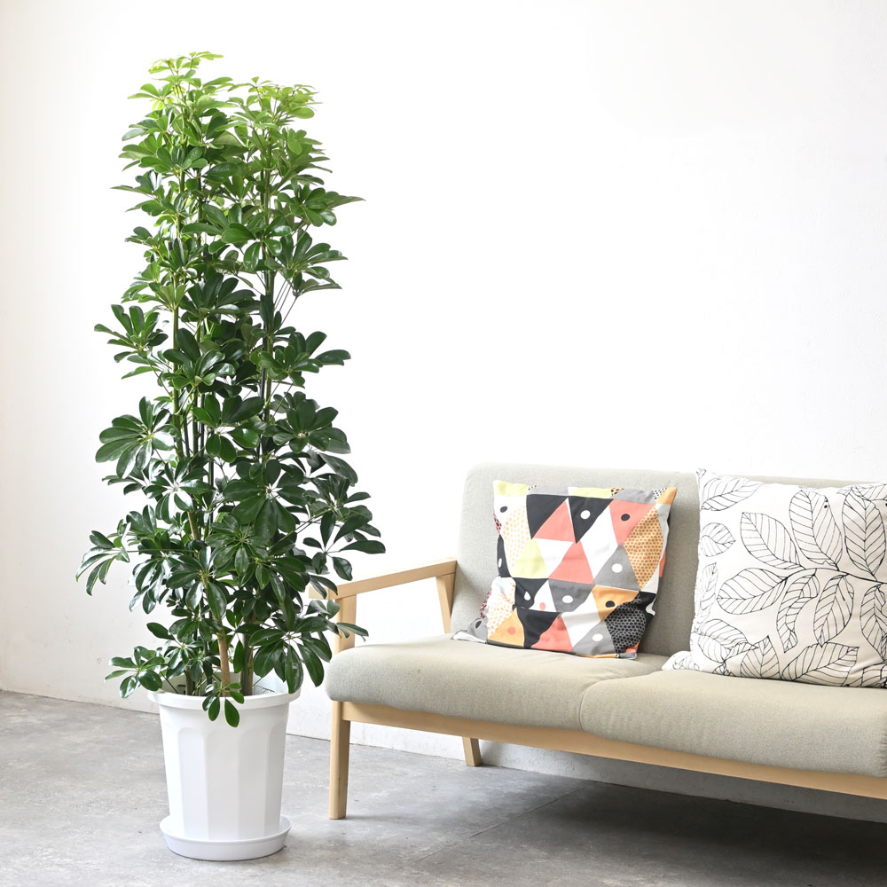 観葉植物 本物 ホンコンカポック 10号鉢 大型 室内用 インテリア