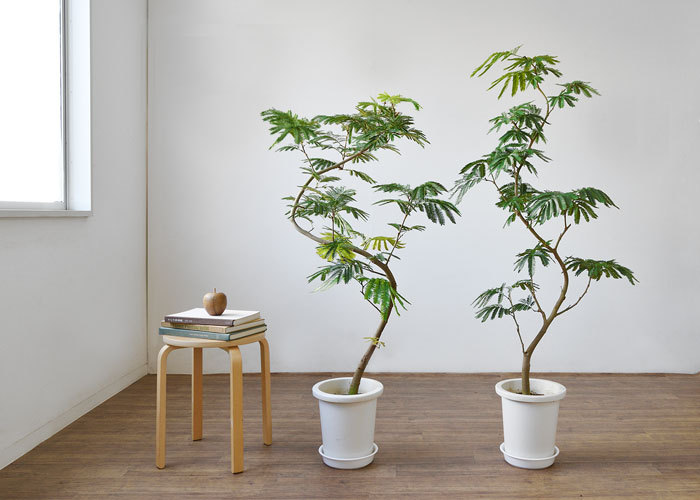 観葉植物 本物 エバーフレッシュ 8号鉢 大型 室内用 インテリア