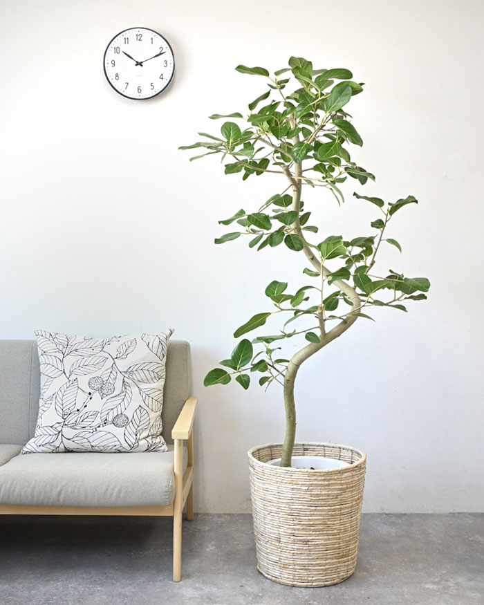 観葉植物 本物 フィカス・ベンガレンシス 10号鉢 ベンガルボダイジュ