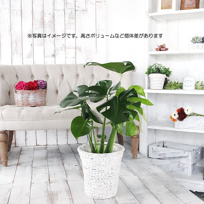 モンステラ 6号 鉢カバー付き 大きな葉で人気 観葉植物 送料無料