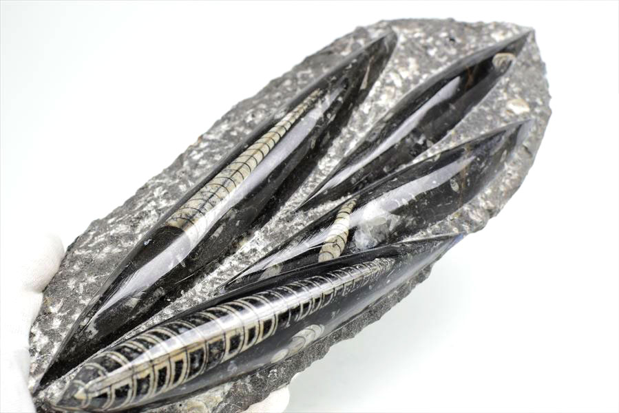 オルソセラス 直角貝 化石 プレート（約1500g）スタンド付き モロッコ