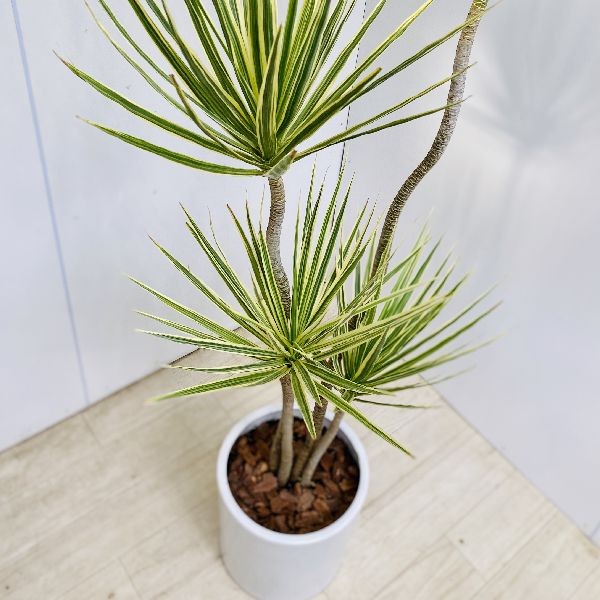 おしゃれ 観葉植物 ドラセナ・コンシンネ ホワイボリー*陶器鉢 大型