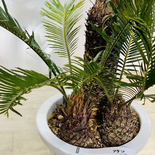 おしゃれ 観葉植物 ソテツ：蘇鉄3頭*8号 プラポット : 遊恵盆栽 Yahoo