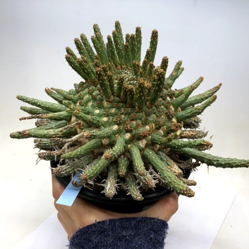 多肉植物：ユーフォルビア フスカ 蛮蛇頭*幅22cm 現品！一品限り