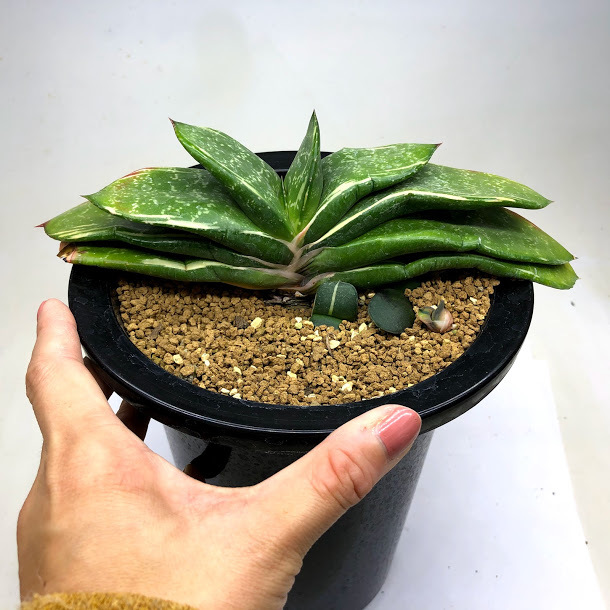 多肉植物：ガステリア 臥牛錦*幅21cm 現品！一品限り : 遊恵盆栽