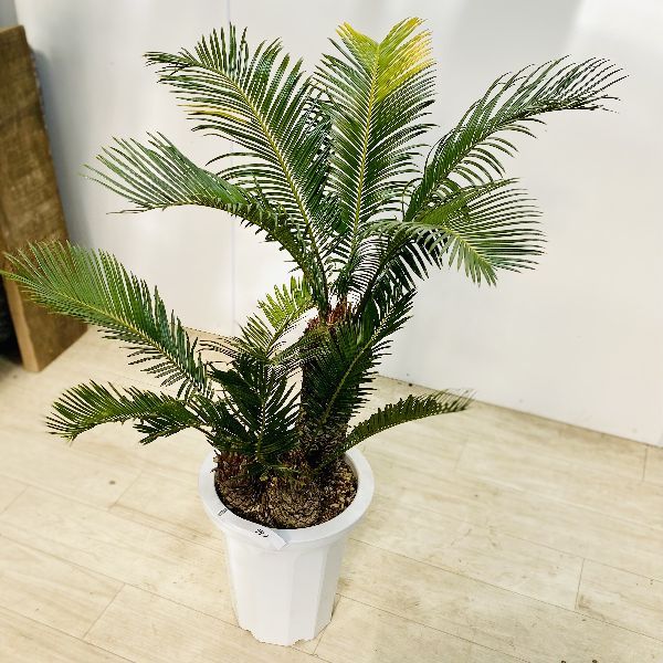 おしゃれ 観葉植物 ソテツ：蘇鉄3頭*8号 プラポット : 遊恵盆栽 Yahoo