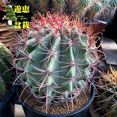 サボテン：フェロカクタス 江守*幅26cm 現品！一品限り : 遊恵盆栽
