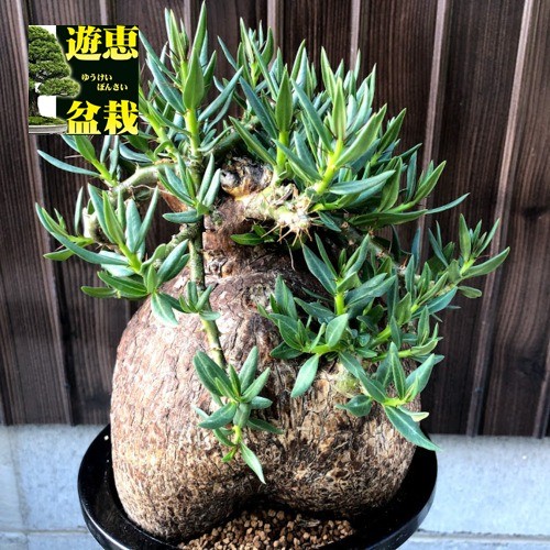 コーデックス：パキポディウム ビスピノーサム*塊根幅16cm 現品