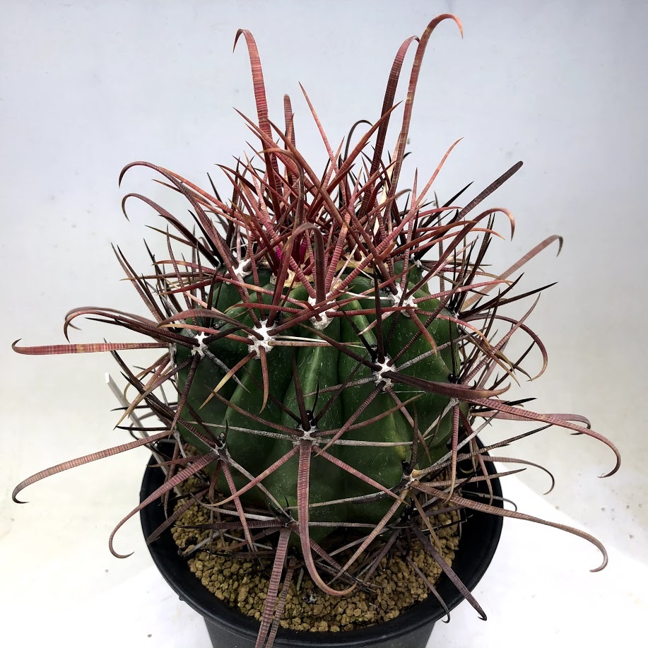 サボテン：フェロカクタス 神仙半島×柿崎氏神仙玉*幅10cm 現品！一品