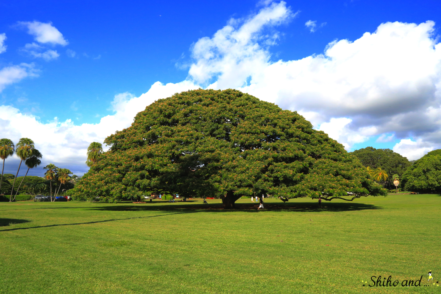 ハワイ：オアフ島】日立のCM「この〜木 何の木♪」の木を発見