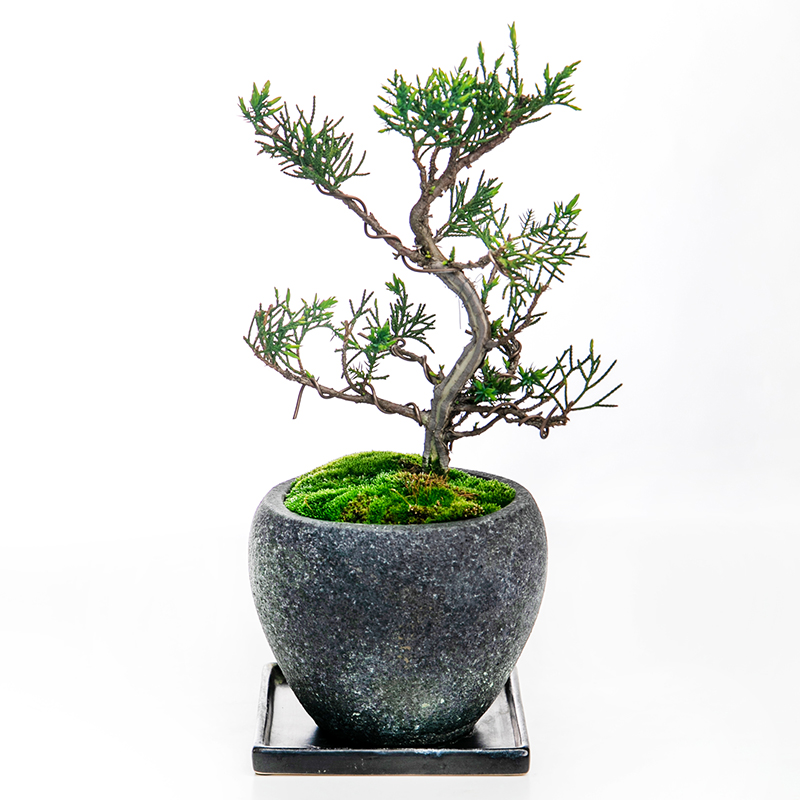 真柏 | 株式会社 四季彩グリーン