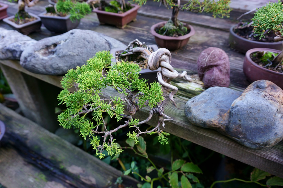 糸魚川真柏活用プロジェクト