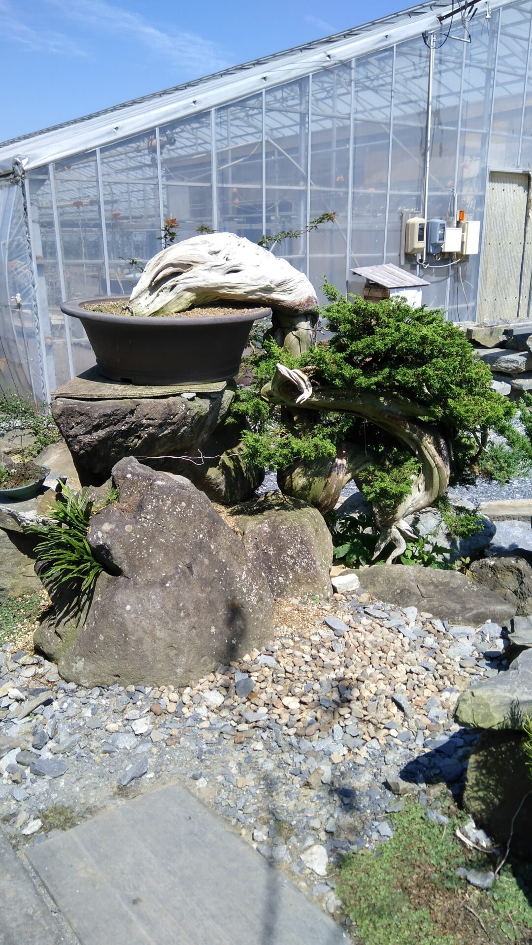 懸崖盆栽についての事前知識【懸崖盆栽の魅力と楽しみ方】 - 東松島市