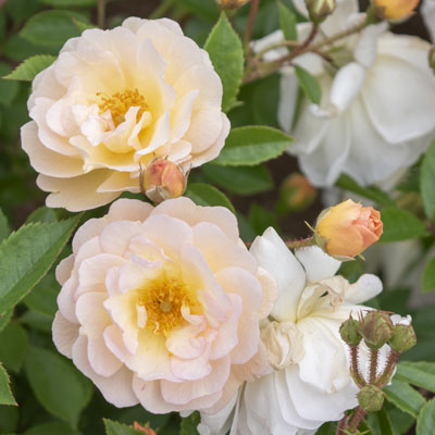 ロアルド ダール ｜バラ苗の通販の篠宮バラ園