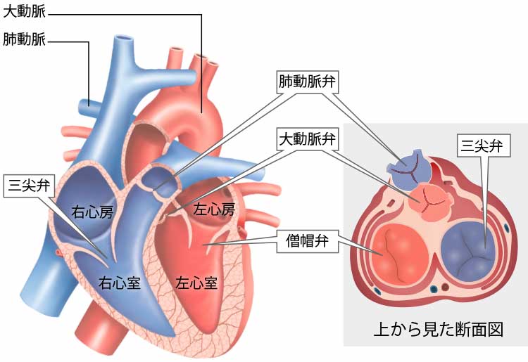 心臓弁膜症│東京心臓血管・内科クリニック│人形町・水天宮前