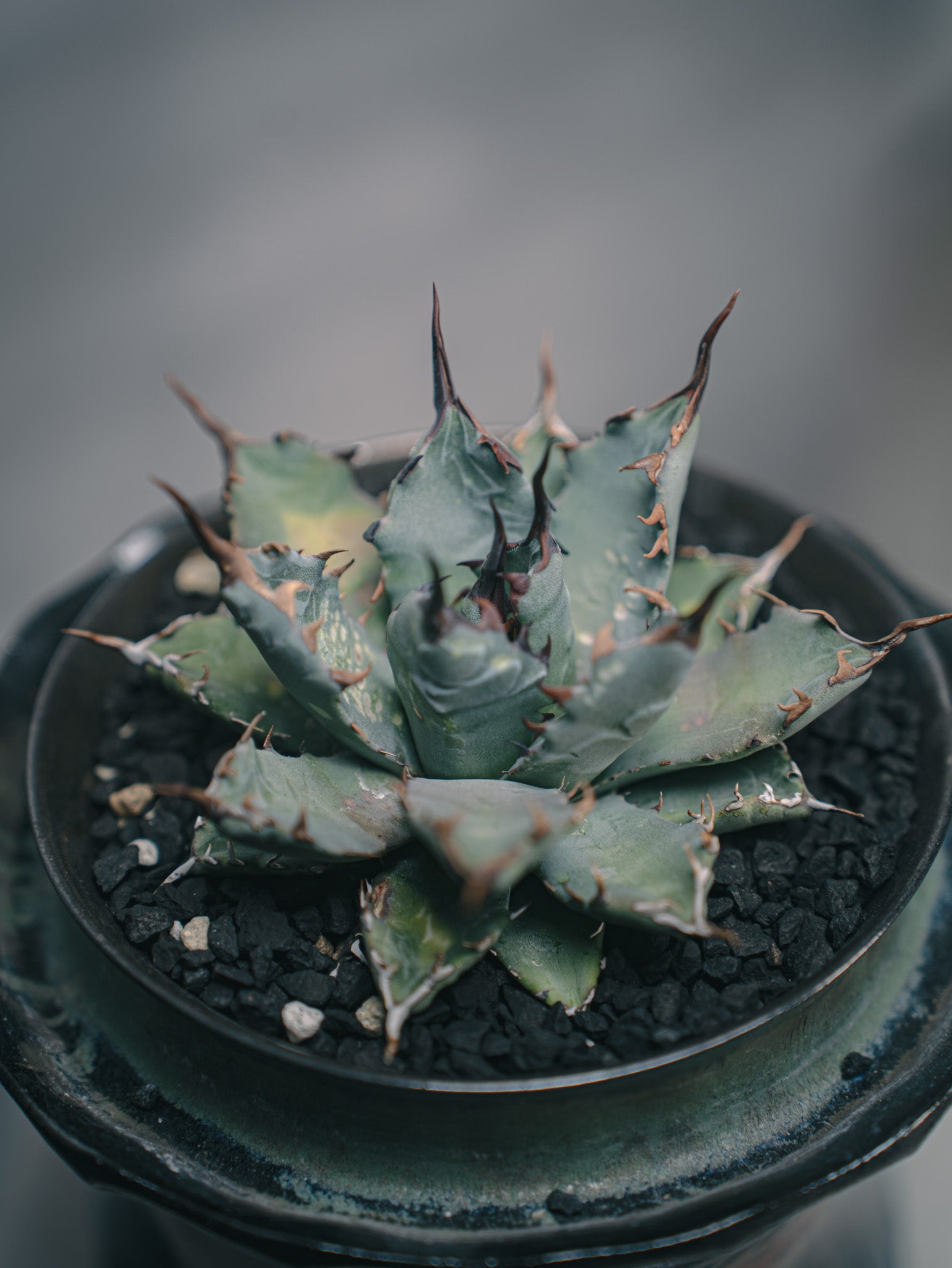 アガベ ユタエンシス BBxネバデンシス 闇炎植栽 – Sigma Plants