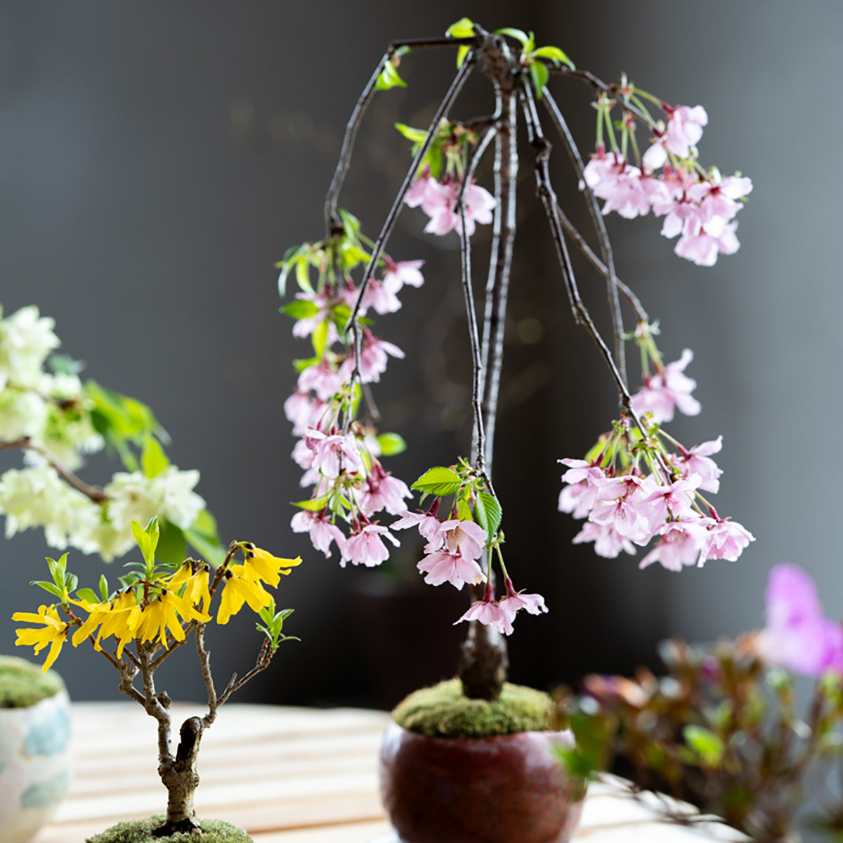 受注販売】四季と盆栽〈春〉 ｜ 枝垂れ桜