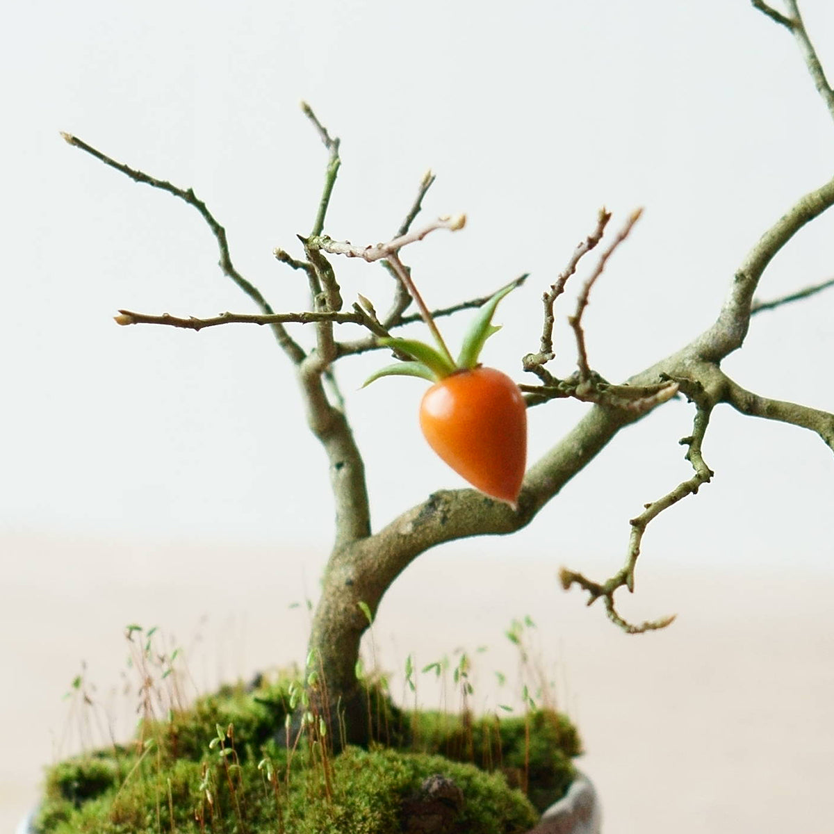 受注販売】四季と盆栽 《秋》 ｜ ロウヤガキ