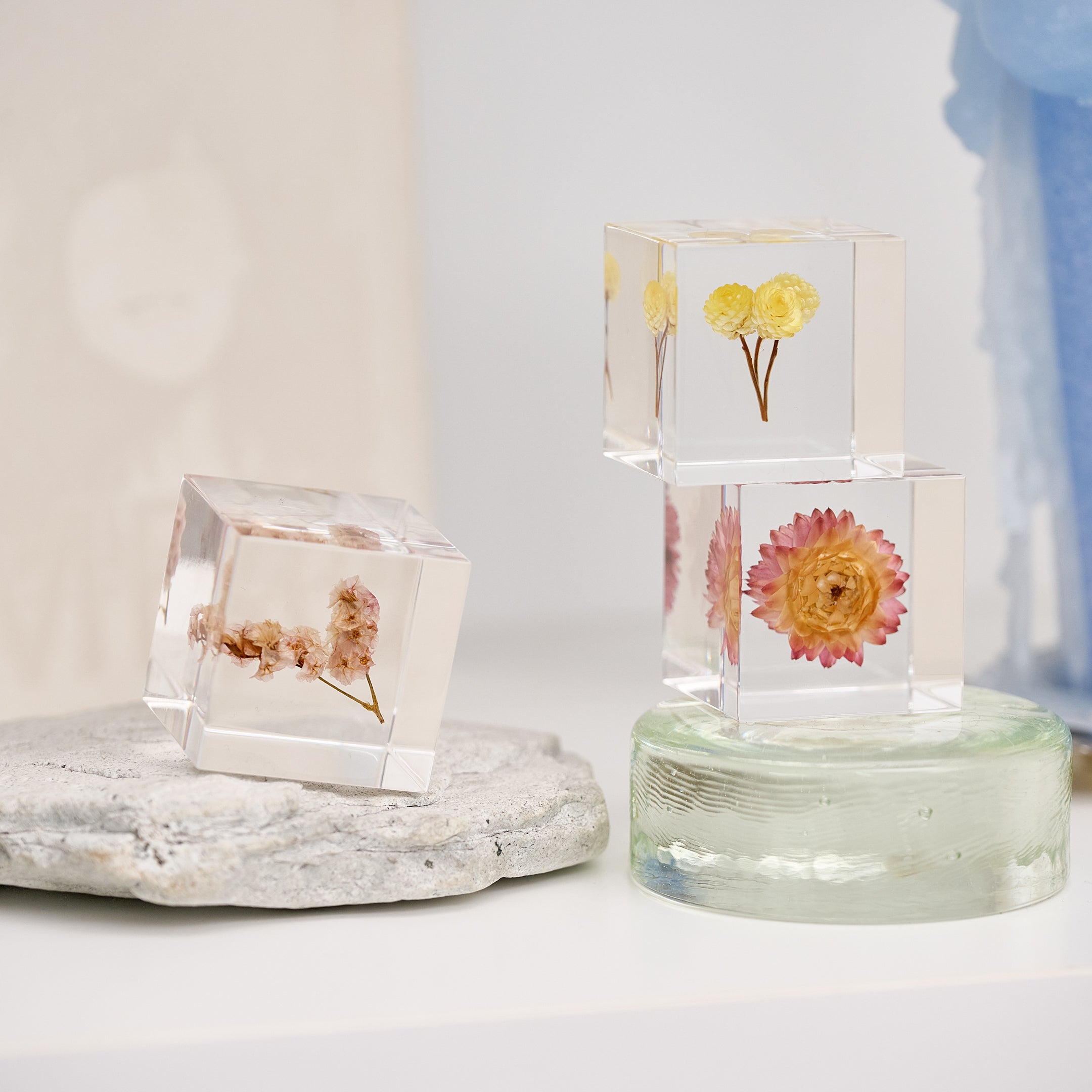 Sola cube / 夏 ｜ 静かに時を止めた植物のかたち